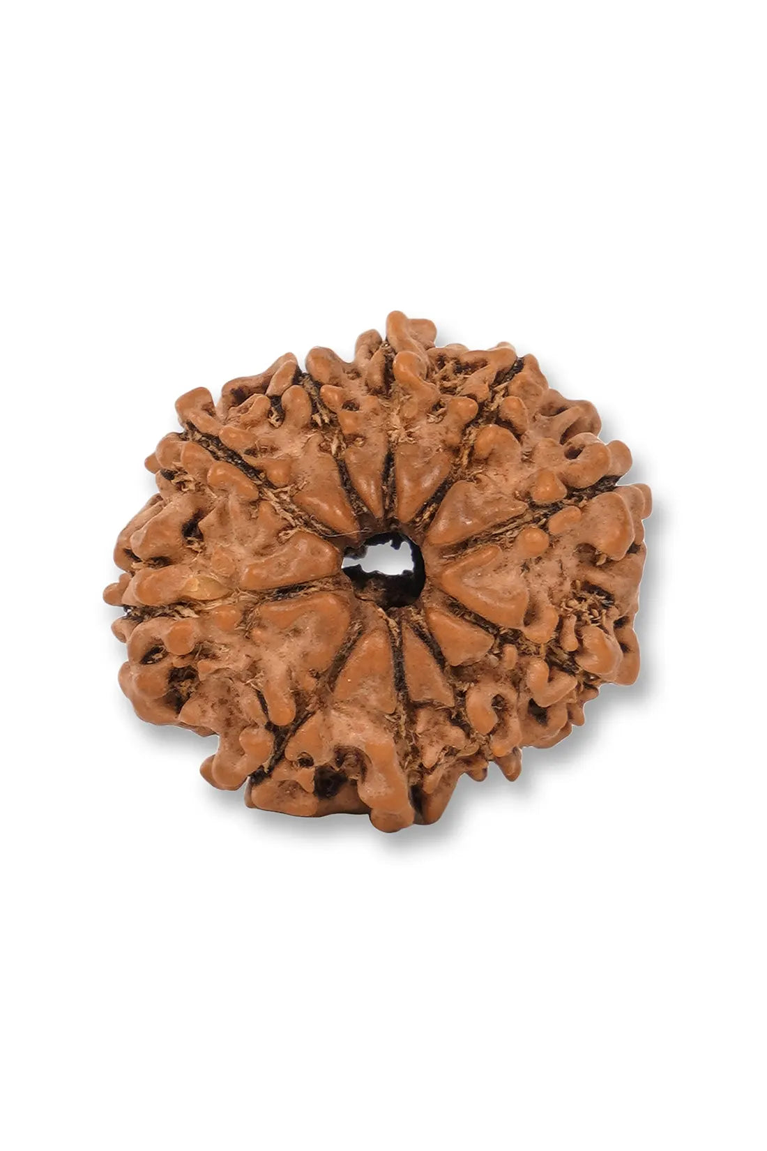 10 Mukhi Rudraksha (Indian)
