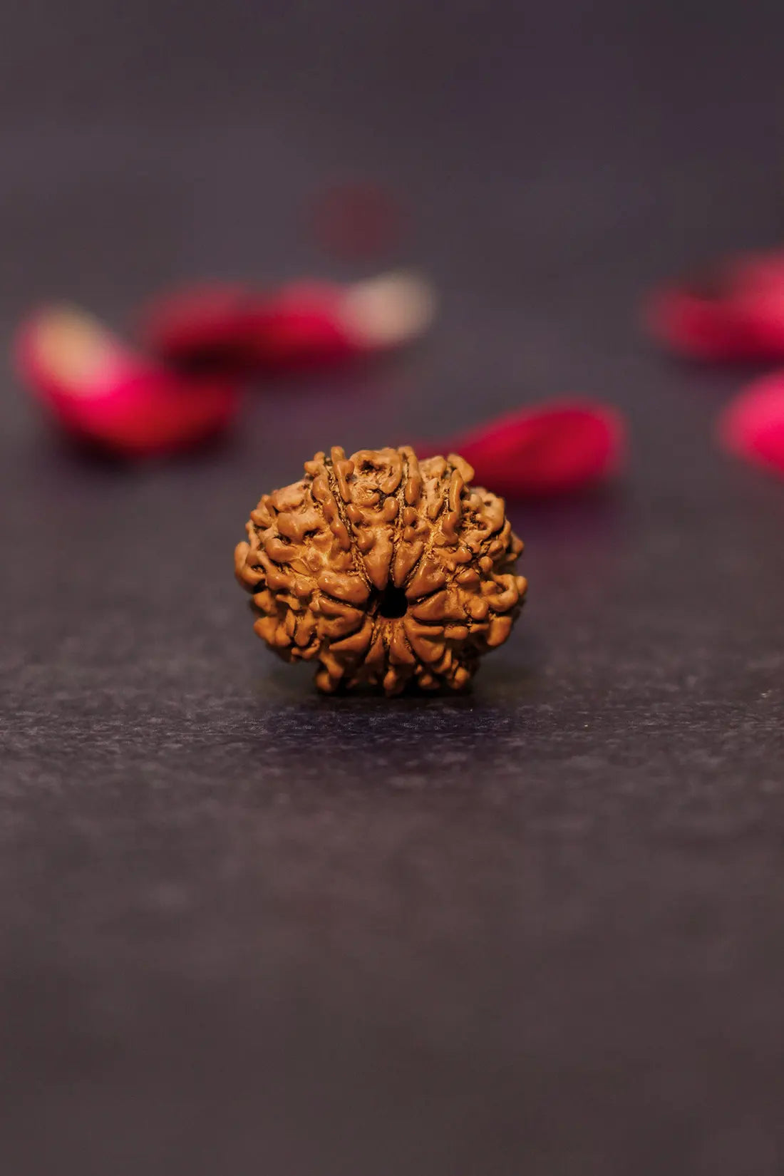 10 Mukhi Rudraksha (Indian)