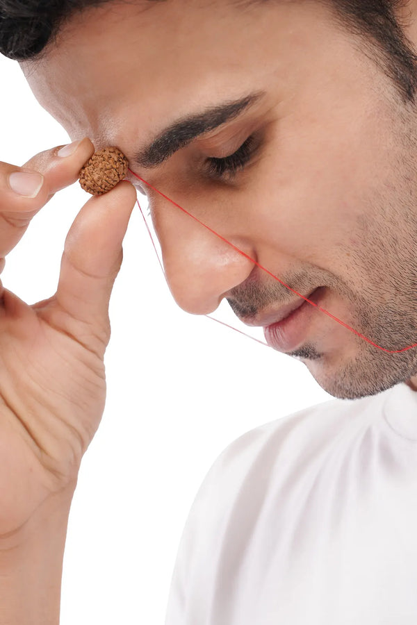 10 Mukhi Rudraksha (Indian)