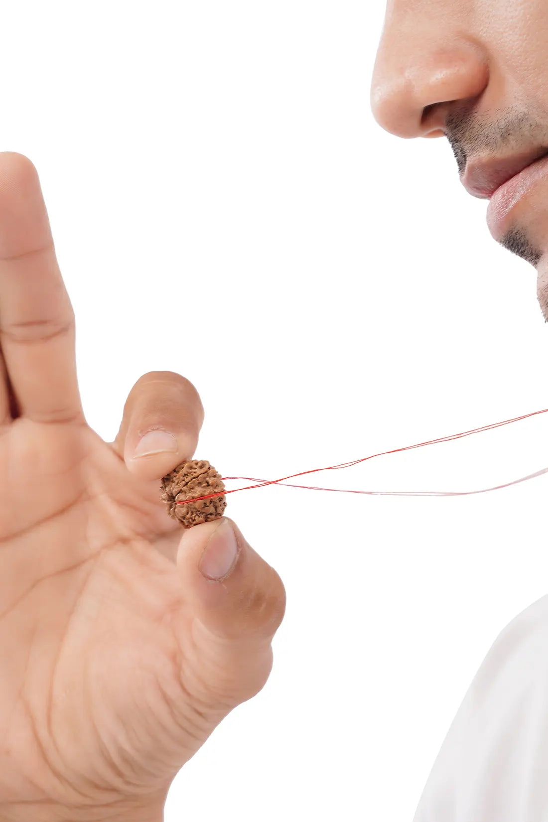 10 Mukhi Rudraksha (Indian)