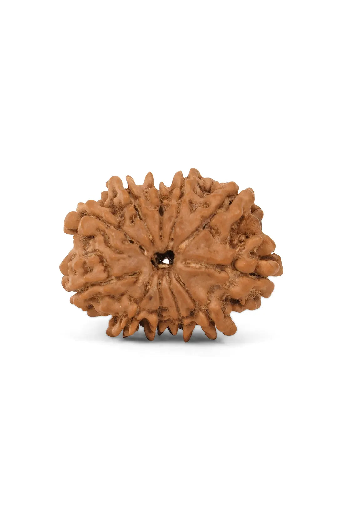 11 Mukhi Rudraksha (Indian)