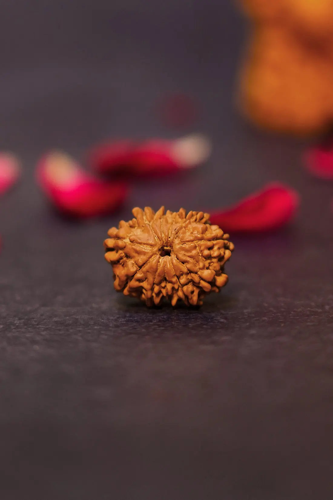 11 Mukhi Rudraksha (Indian)