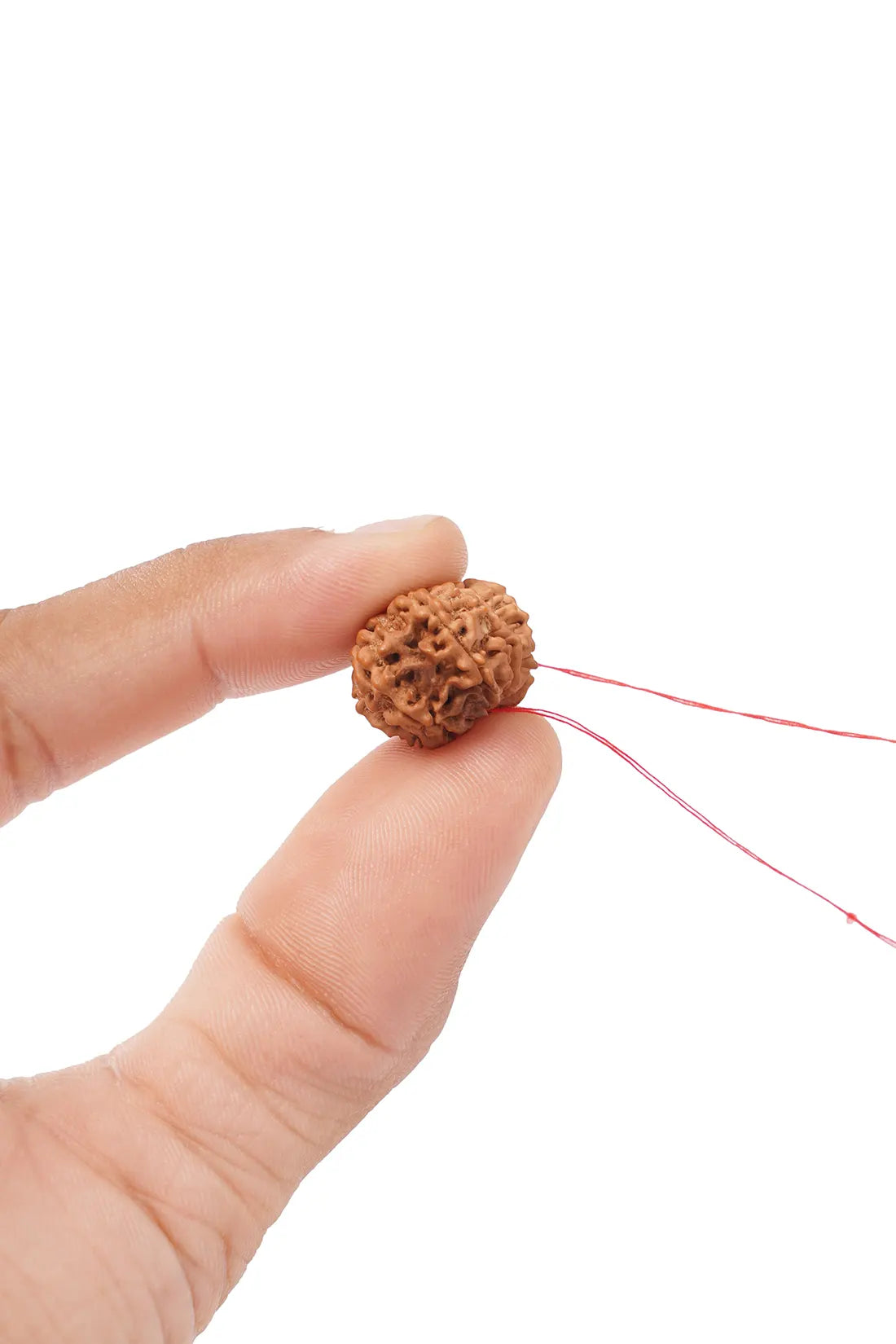 11 Mukhi Rudraksha (Indian)