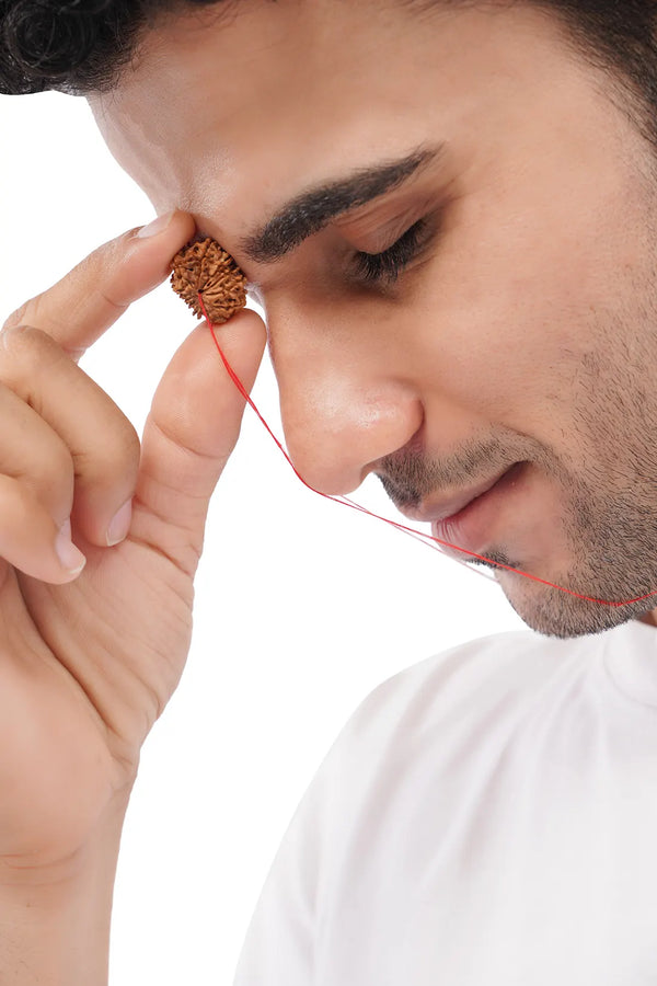 11 Mukhi Rudraksha (Indian)
