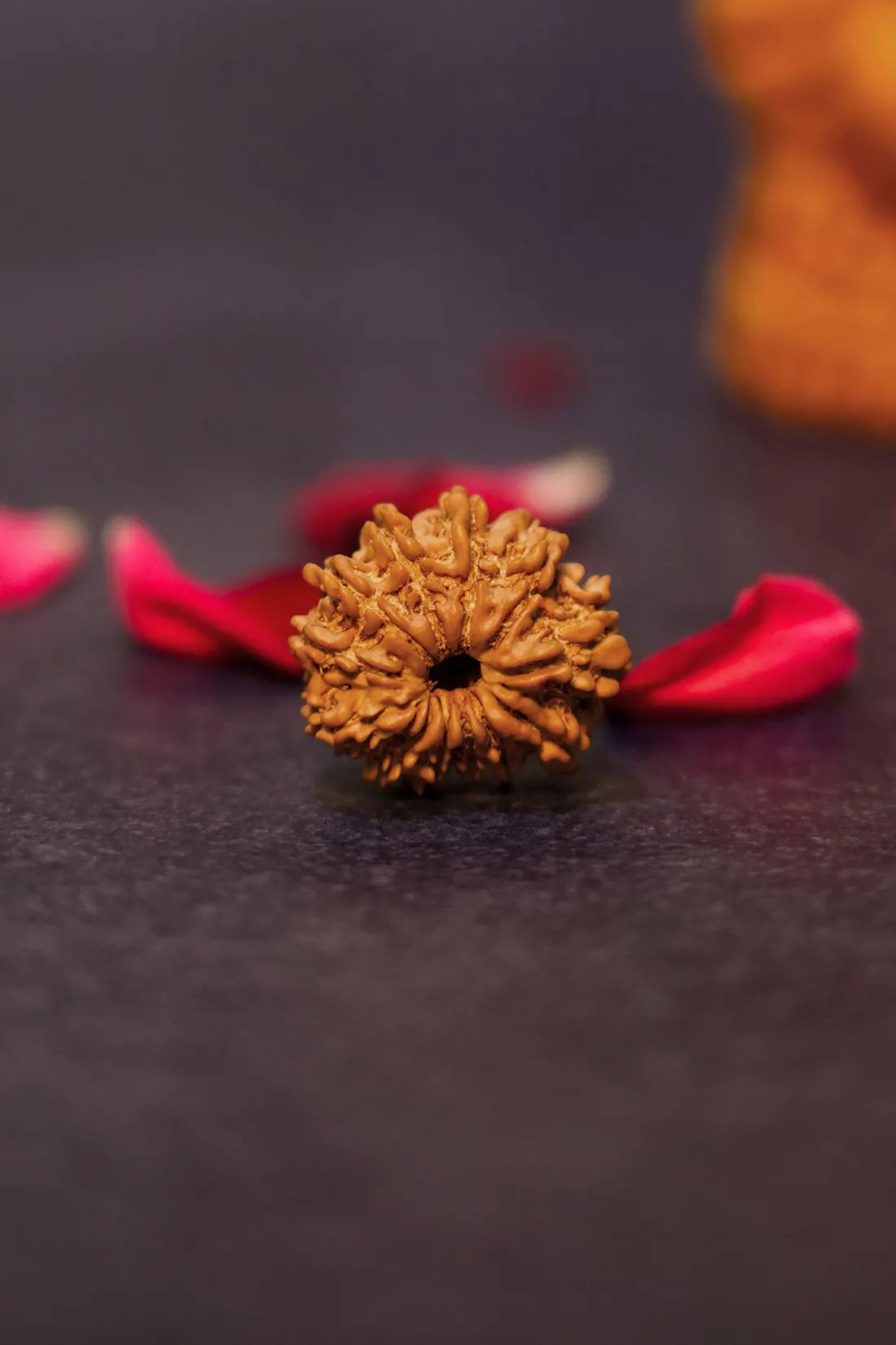12 Mukhi Rudraksha (Indian)