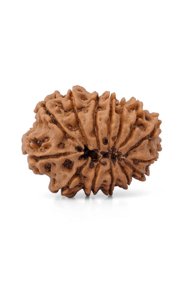 13 Mukhi Rudraksha (Indian)