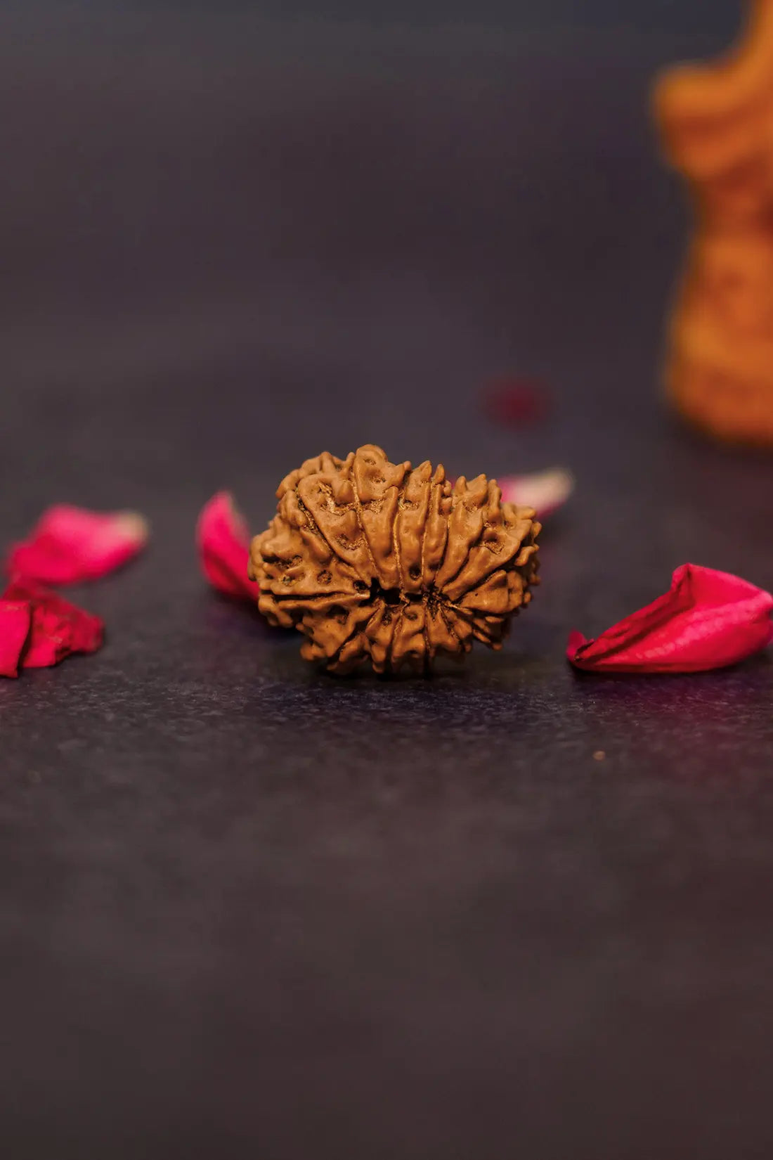 13 Mukhi Rudraksha (Indian)