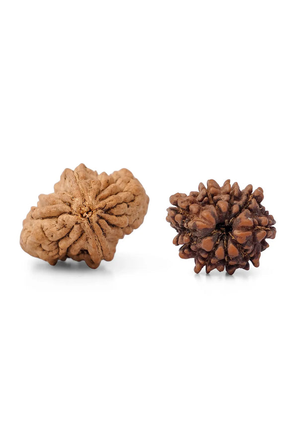 2 Mukhi Rudraksha (Indian)