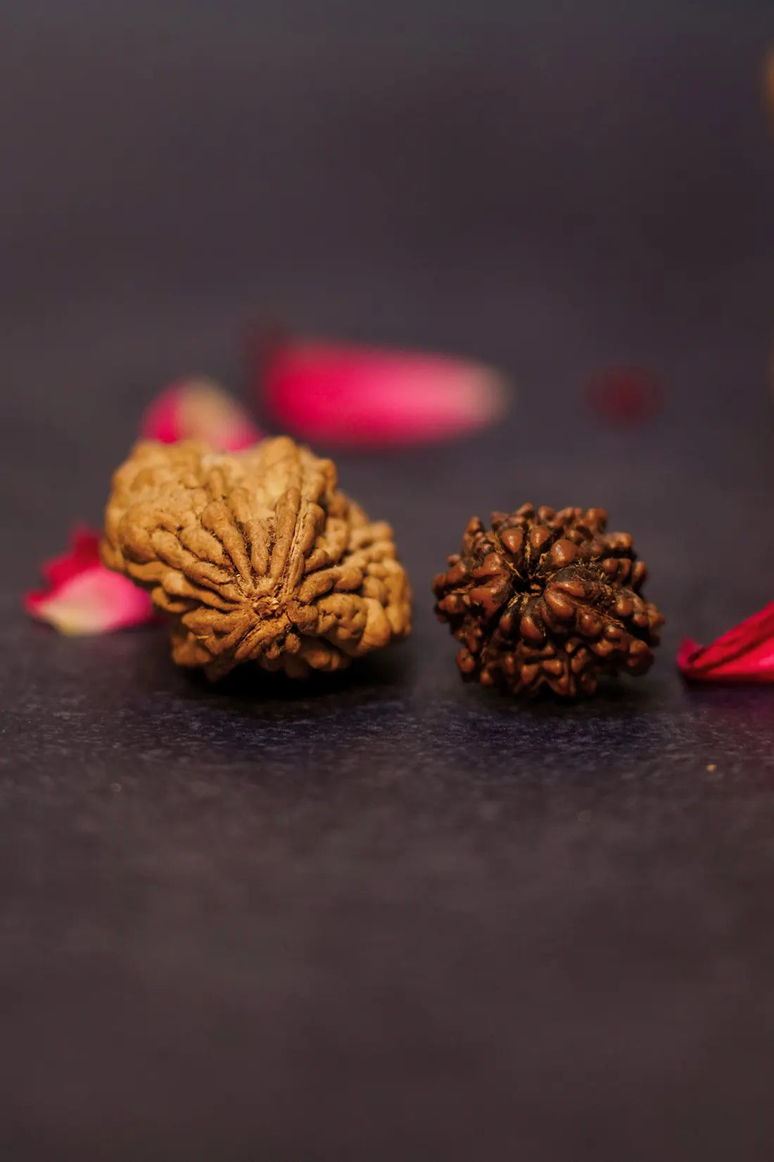 2 Mukhi Rudraksha (Indian)