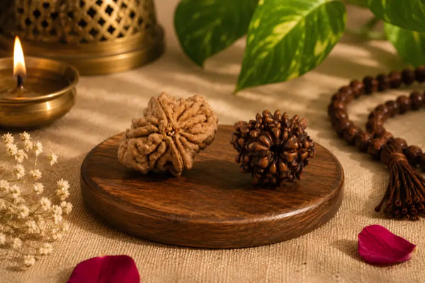 2 Mukhi Rudraksha (Indian)