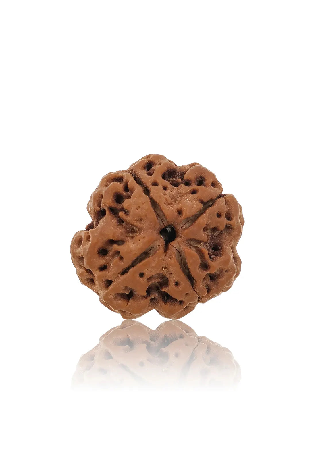 4 Mukhi Rudraksha (Indian)