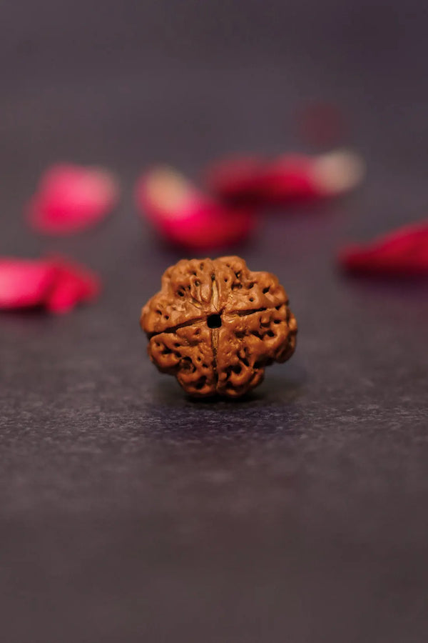 4 Mukhi Rudraksha (Indian) natural bead with four distinct faces
