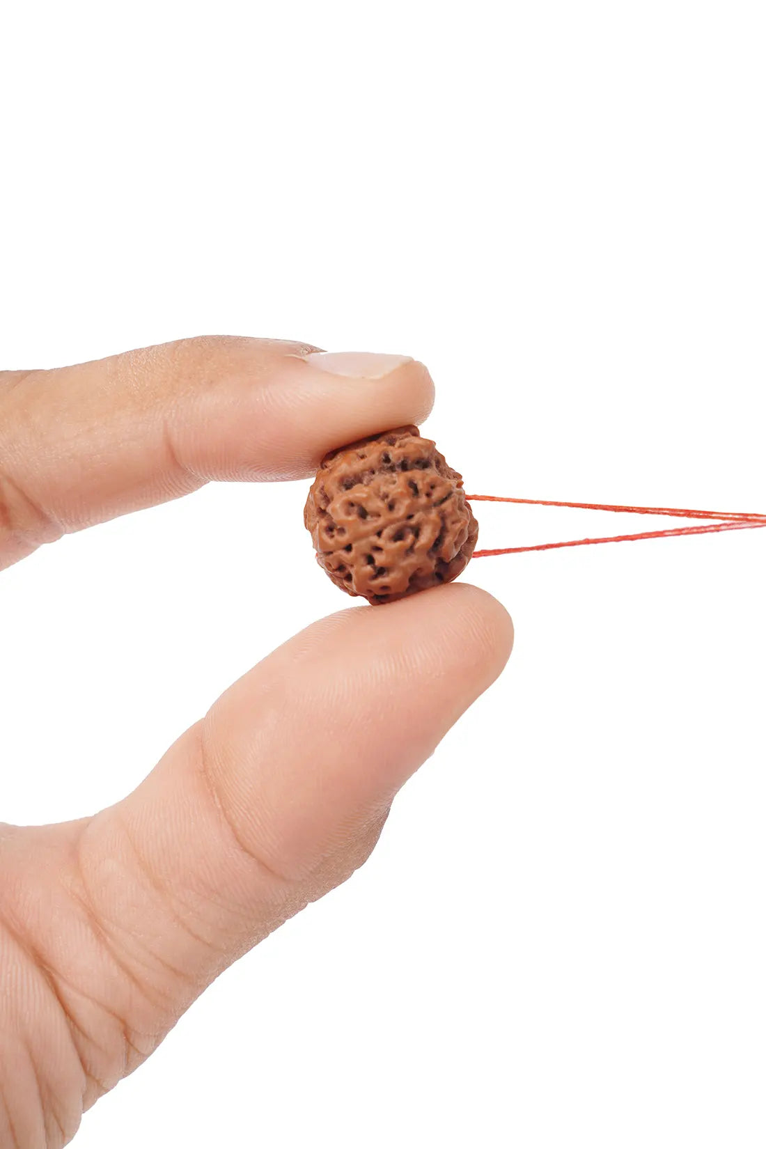 4 Mukhi Rudraksha (Indian)