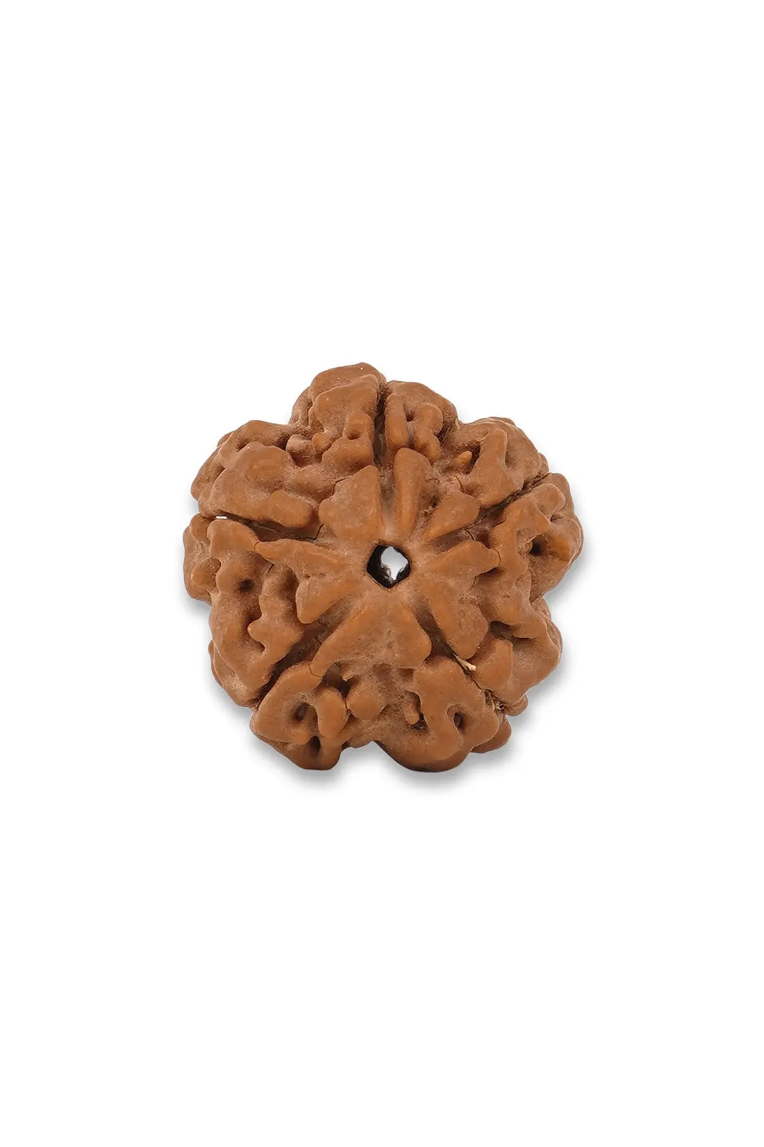 5 Mukhi Rudraksha (Indian)