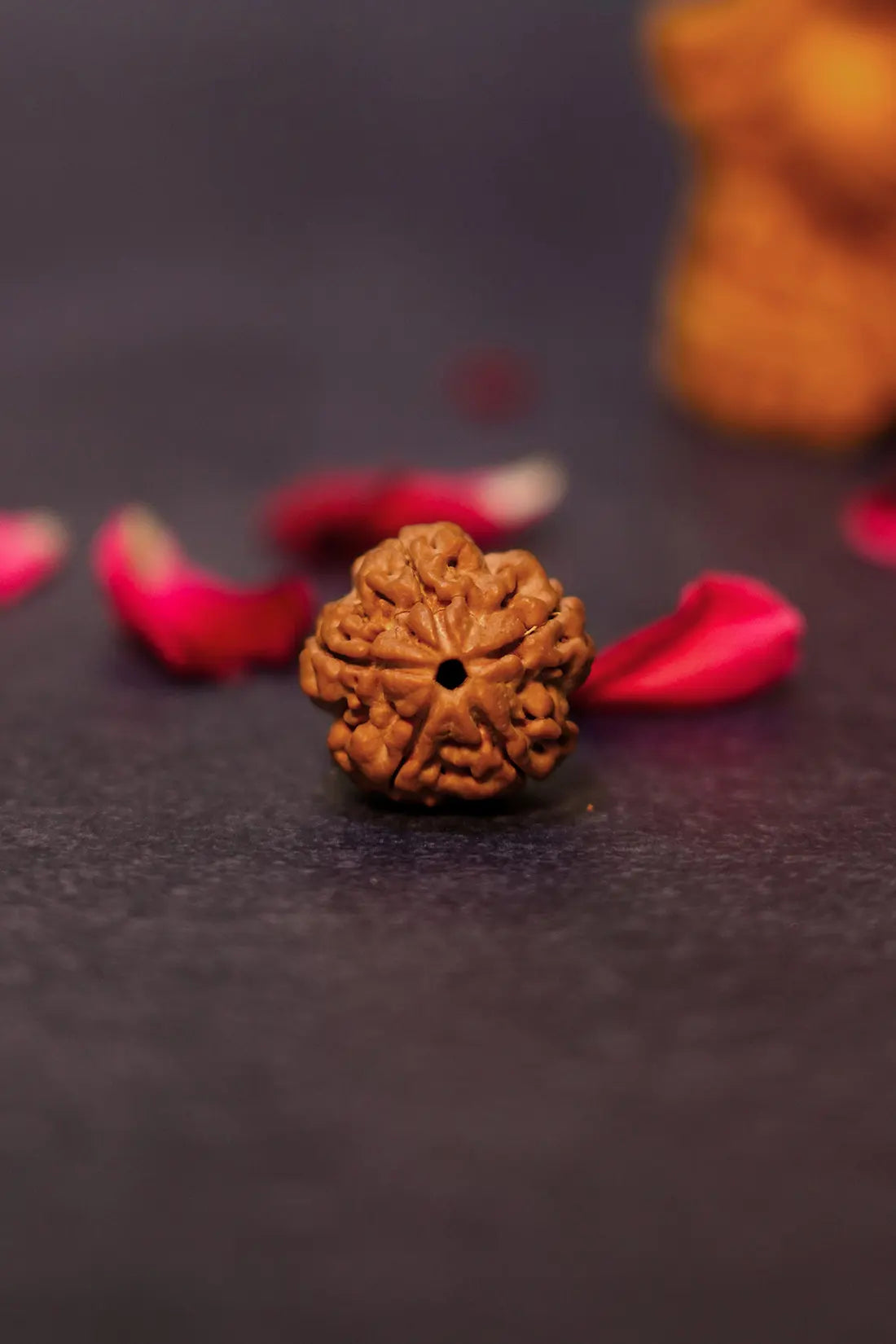 5 Mukhi Rudraksha (Indian)