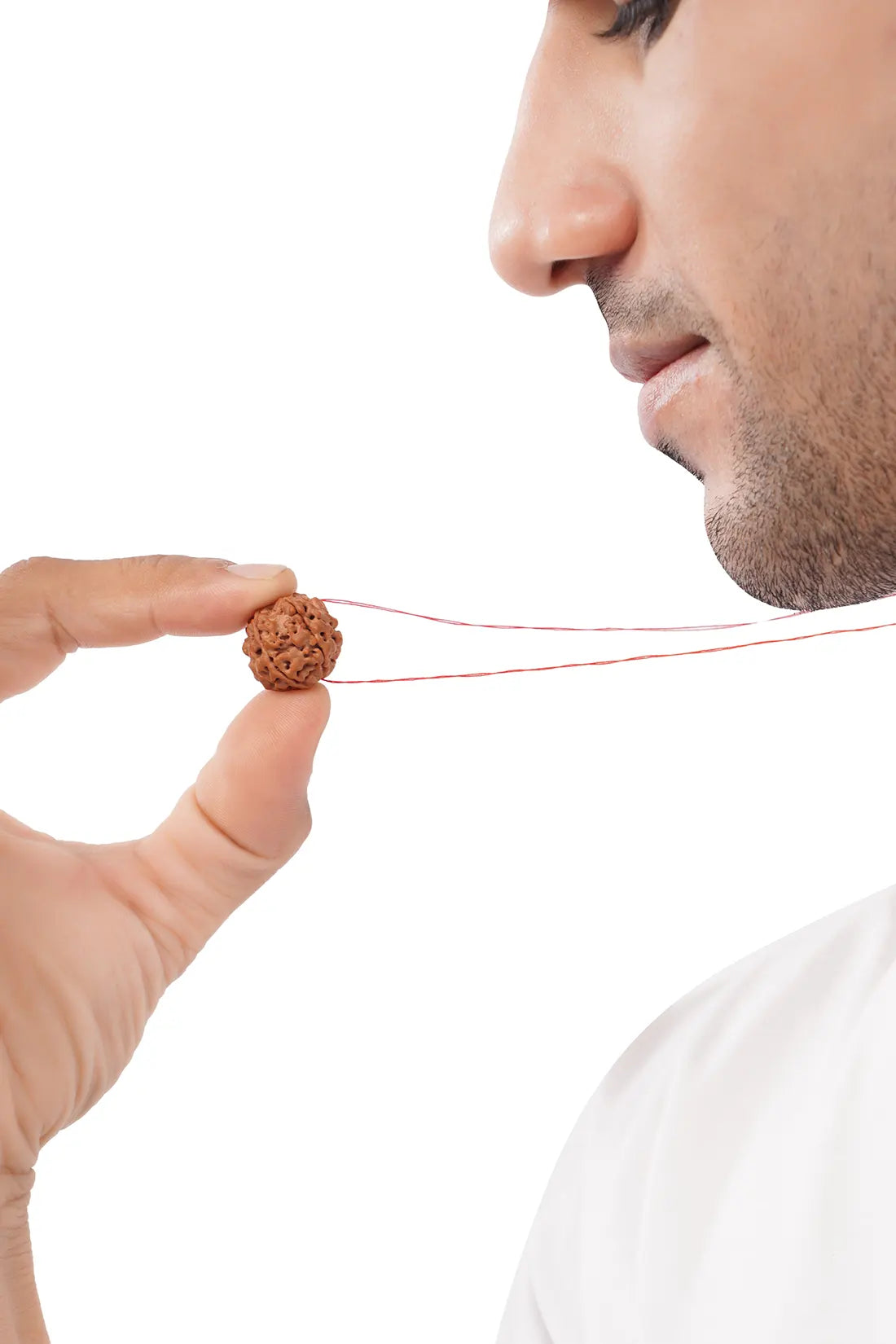 5 Mukhi Rudraksha (Indian)