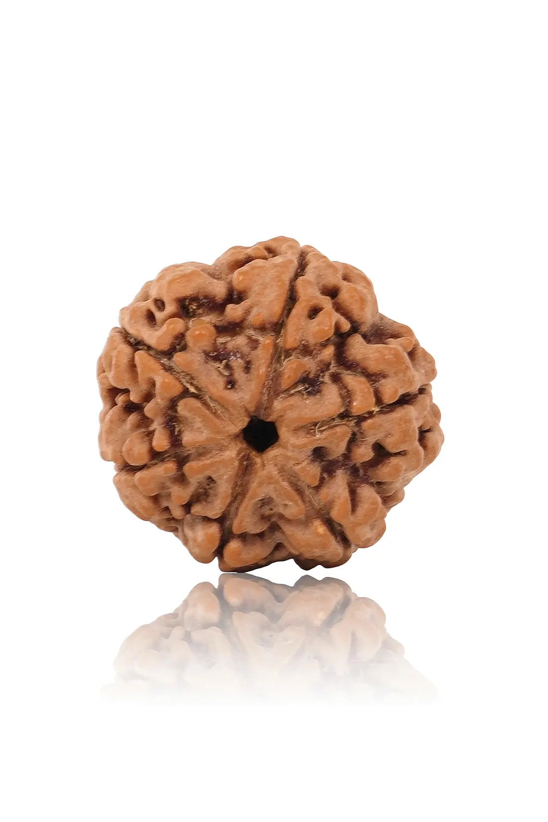 6 Mukhi Rudraksha (Indian)