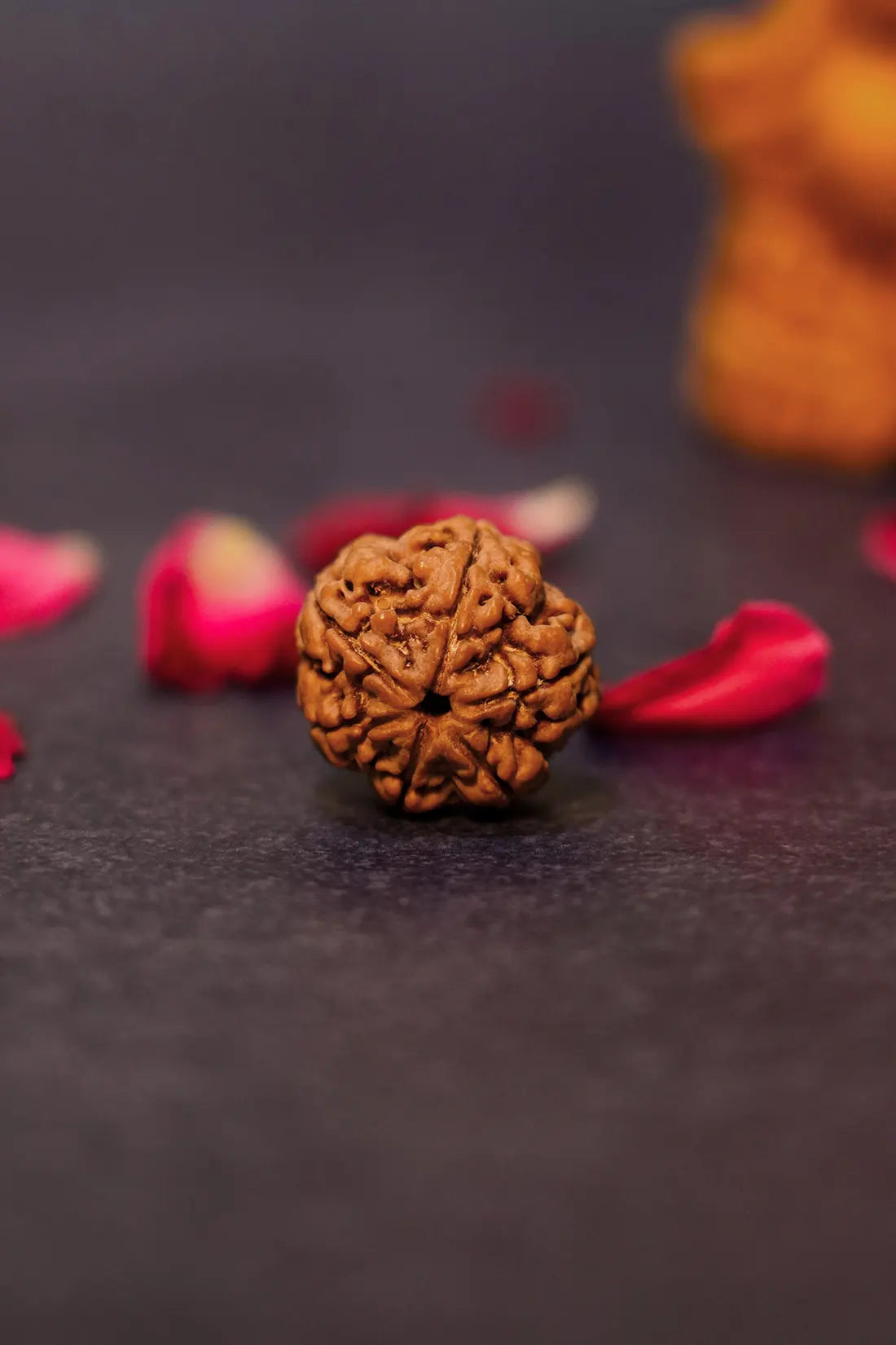 6 Mukhi Rudraksha (Indian)