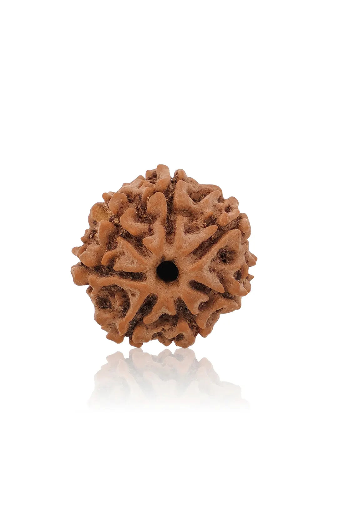 7 Mukhi Rudraksha (Indian)