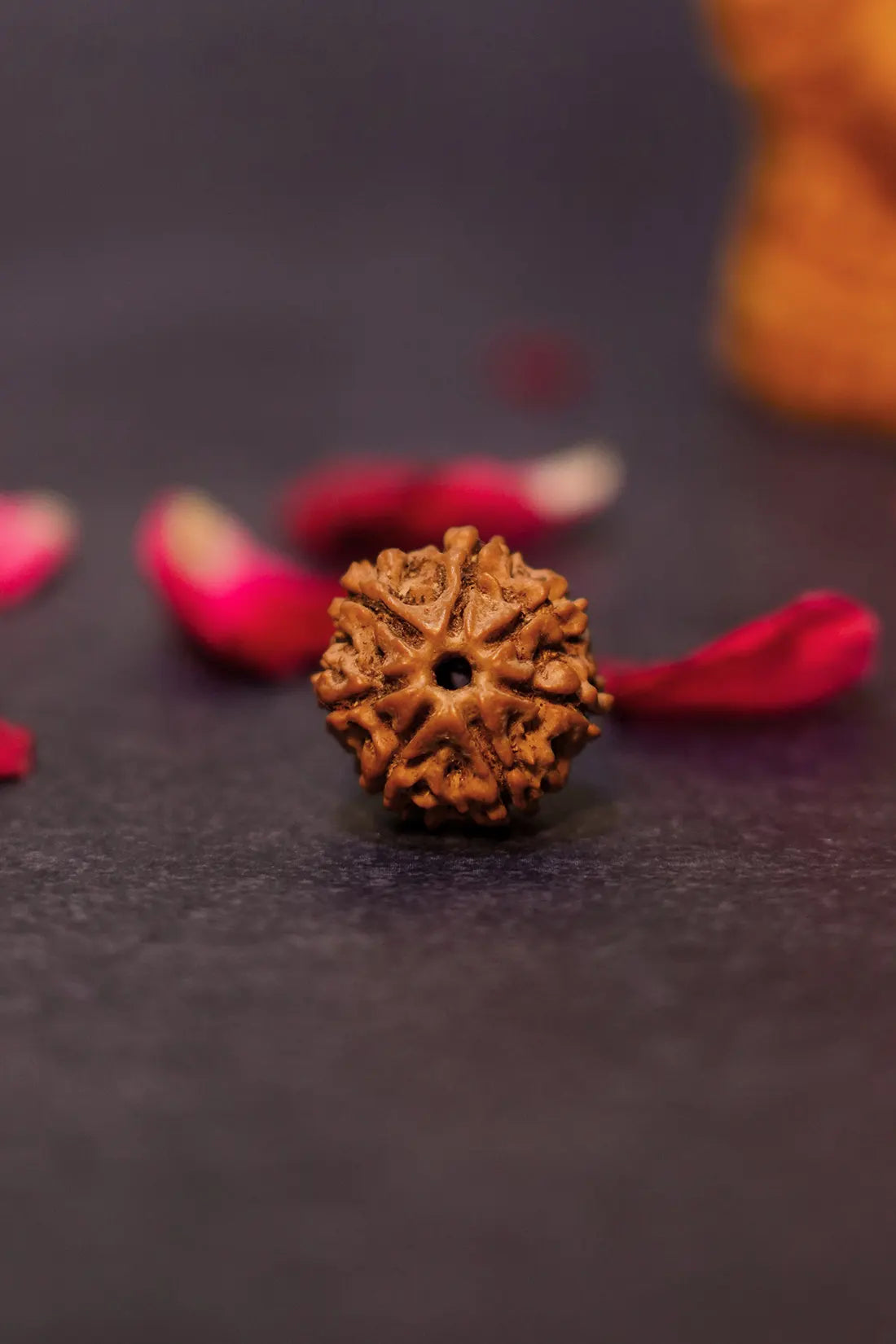 7 Mukhi Rudraksha (Indian)