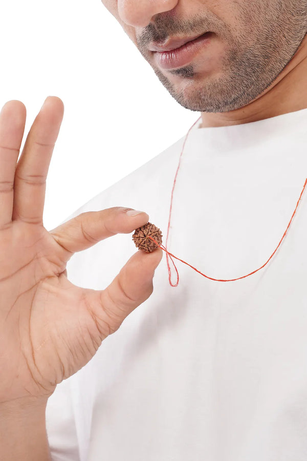 7 Mukhi Rudraksha (Indian)