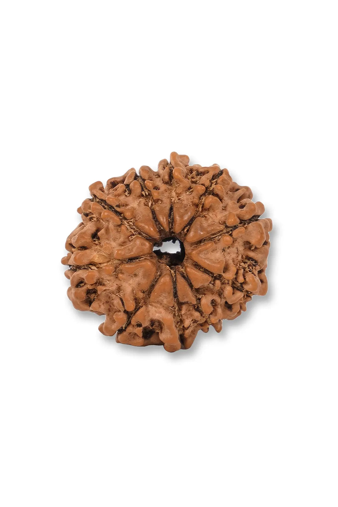 8 Mukhi Rudraksha (Indian)