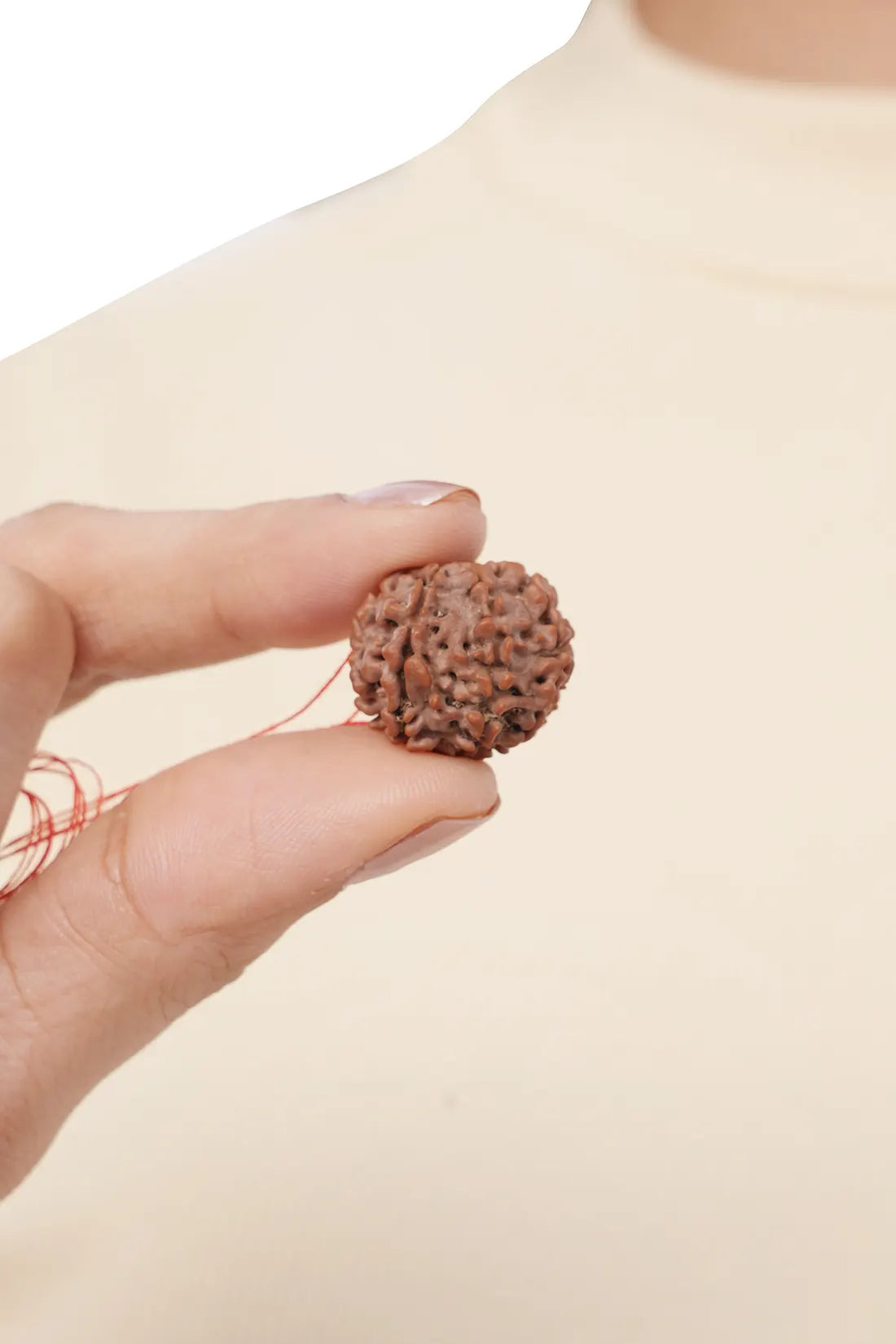 8 Mukhi Rudraksha (Indian)