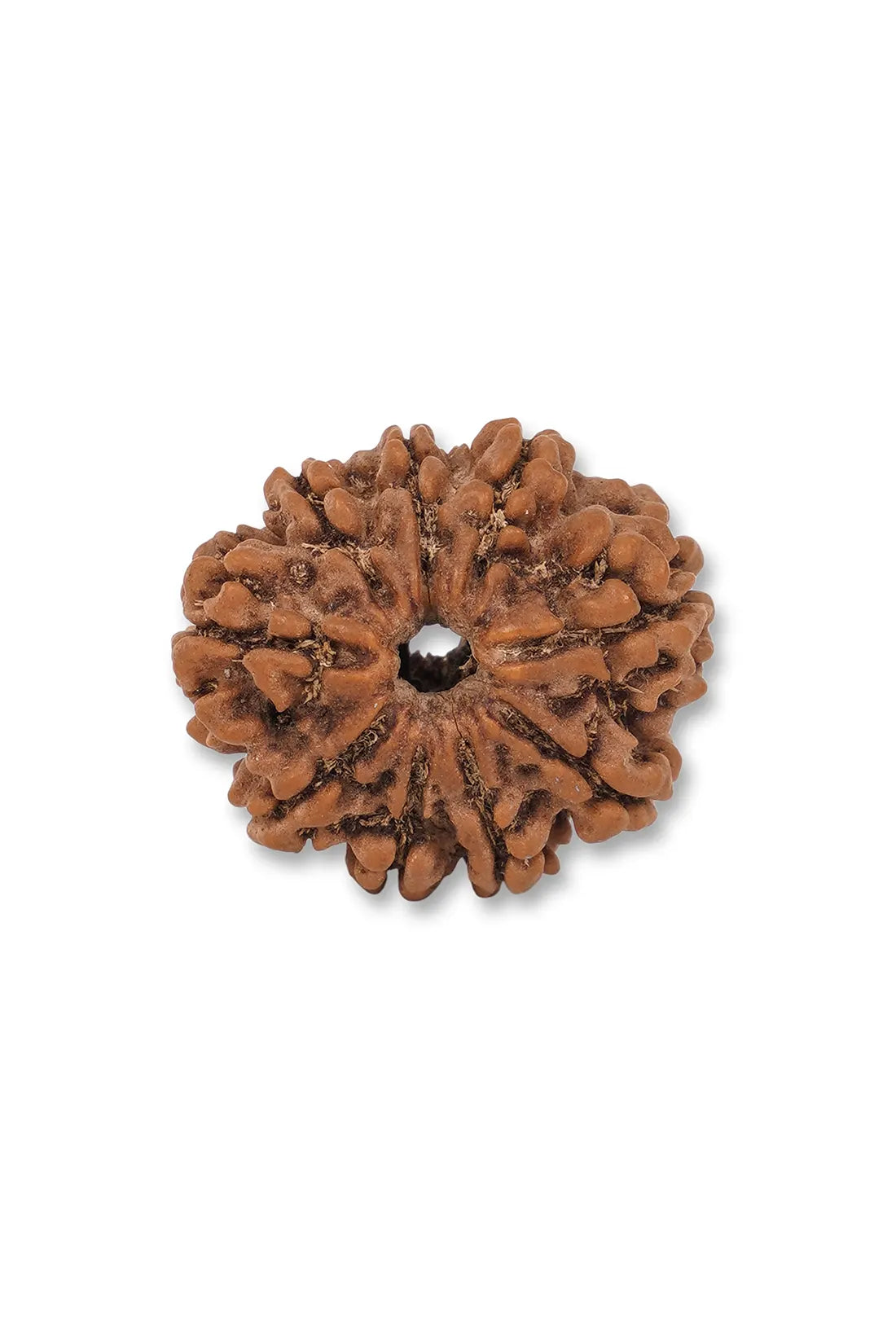 9 Mukhi Rudraksha (Indian)