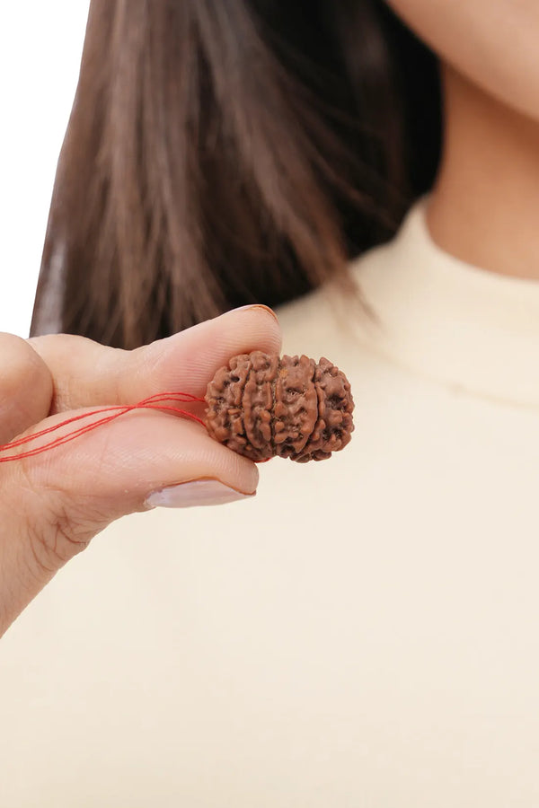 9 Mukhi Rudraksha (Indian)