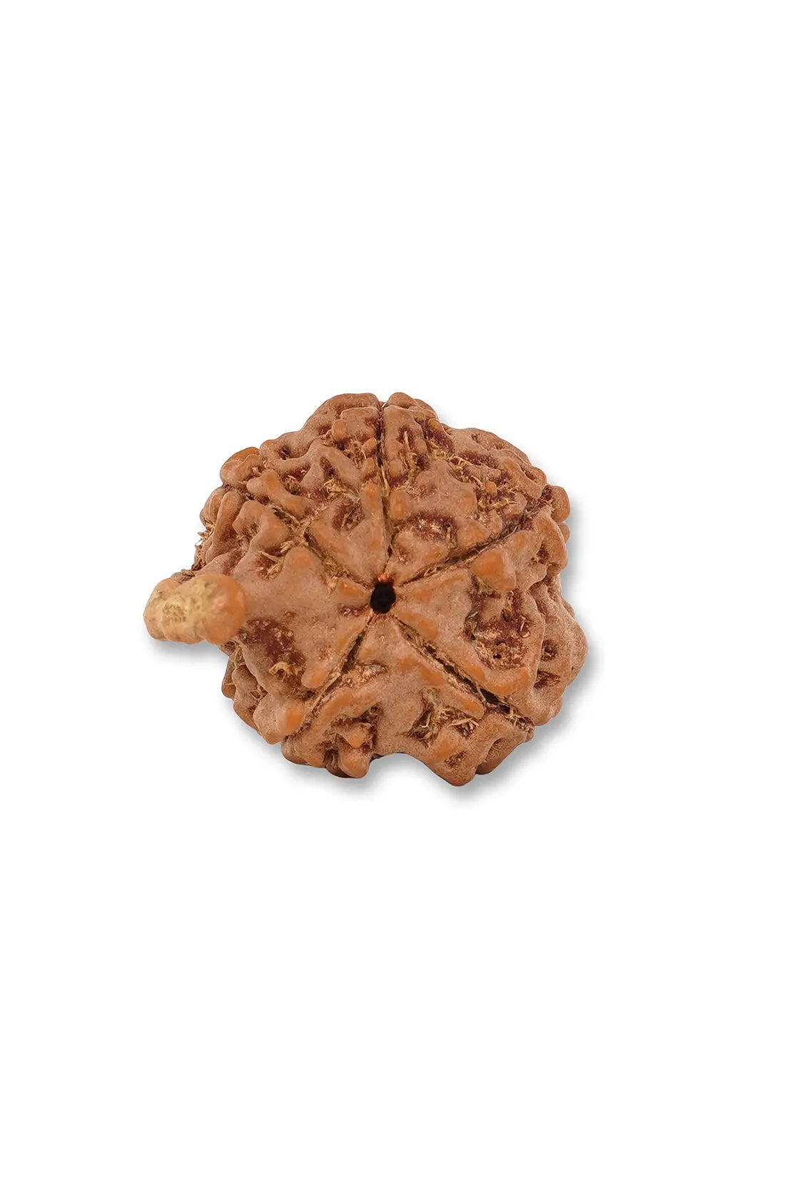 Ganesha Rudraksha (Indian)