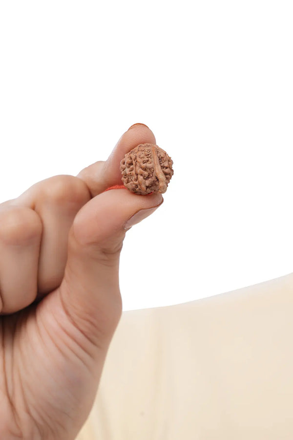 Ganesha Rudraksha (Indian)