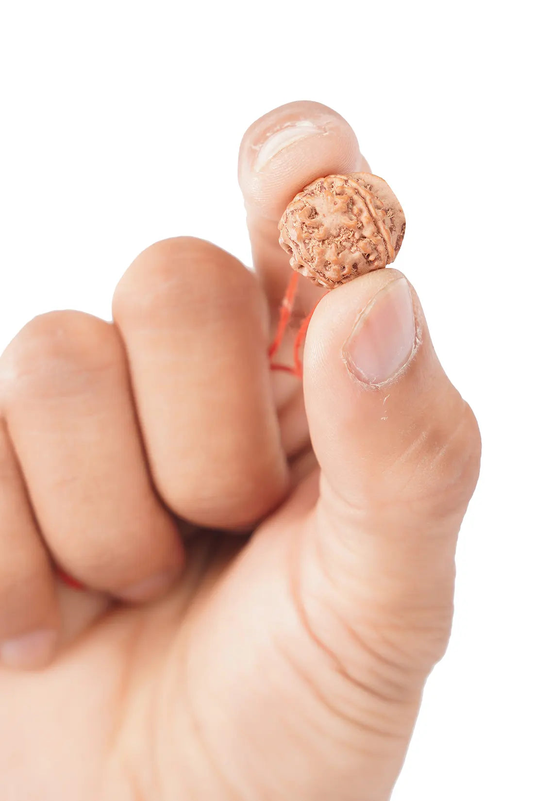 Ganesha Rudraksha (Indian)