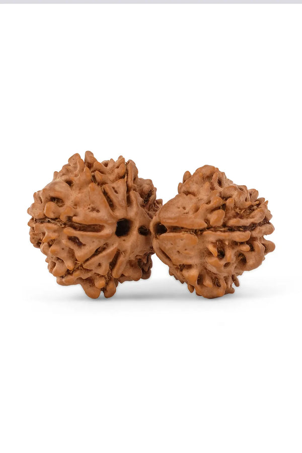 Gauri Shankar Rudraksha (Indian)