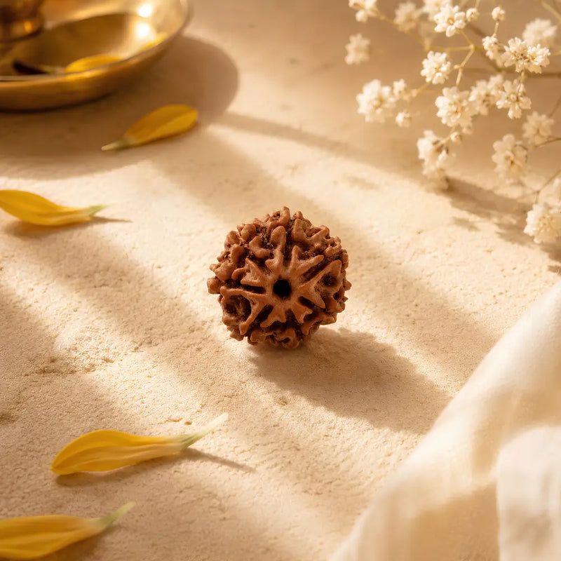 Rudraksha